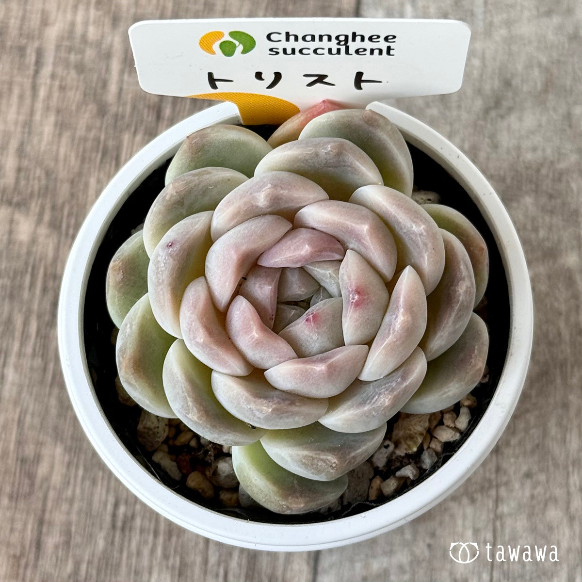 New Arrivals: Ice Green