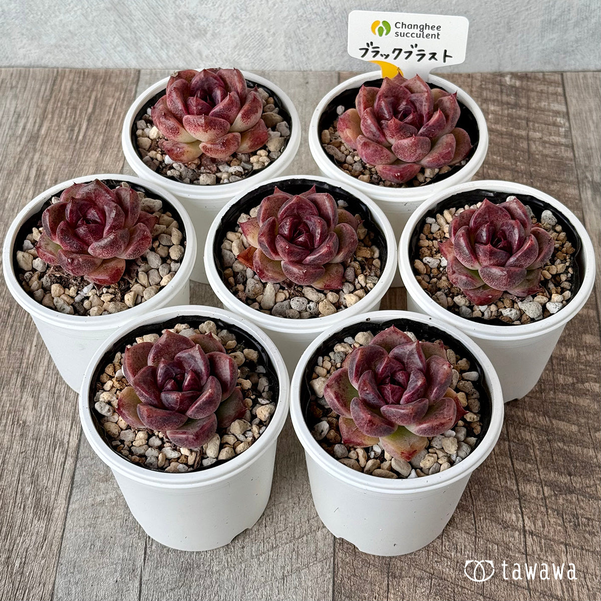 ブラックブラスト(チャンヒー農園)【tawawaハウス苗】