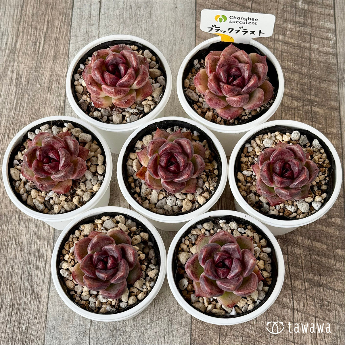 ブラックブラスト(チャンヒー農園)【tawawaハウス苗】