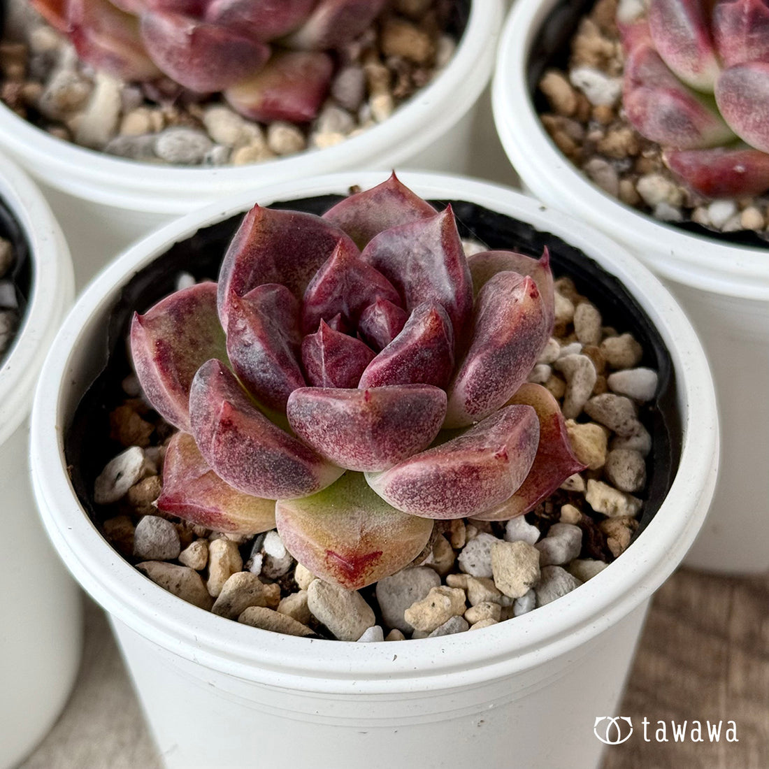 ブラックブラスト(チャンヒー農園)【tawawaハウス苗】