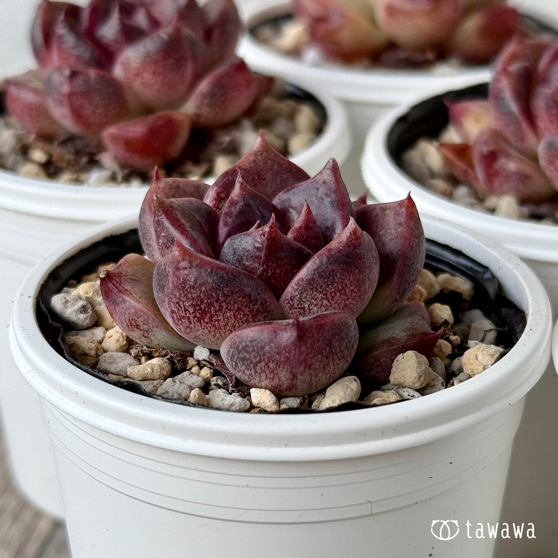 ブラックブラスト(チャンヒー農園)【tawawaハウス苗】