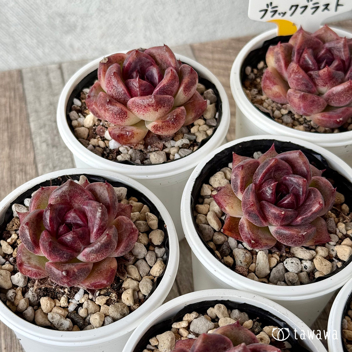 ブラックブラスト(チャンヒー農園)【tawawaハウス苗】