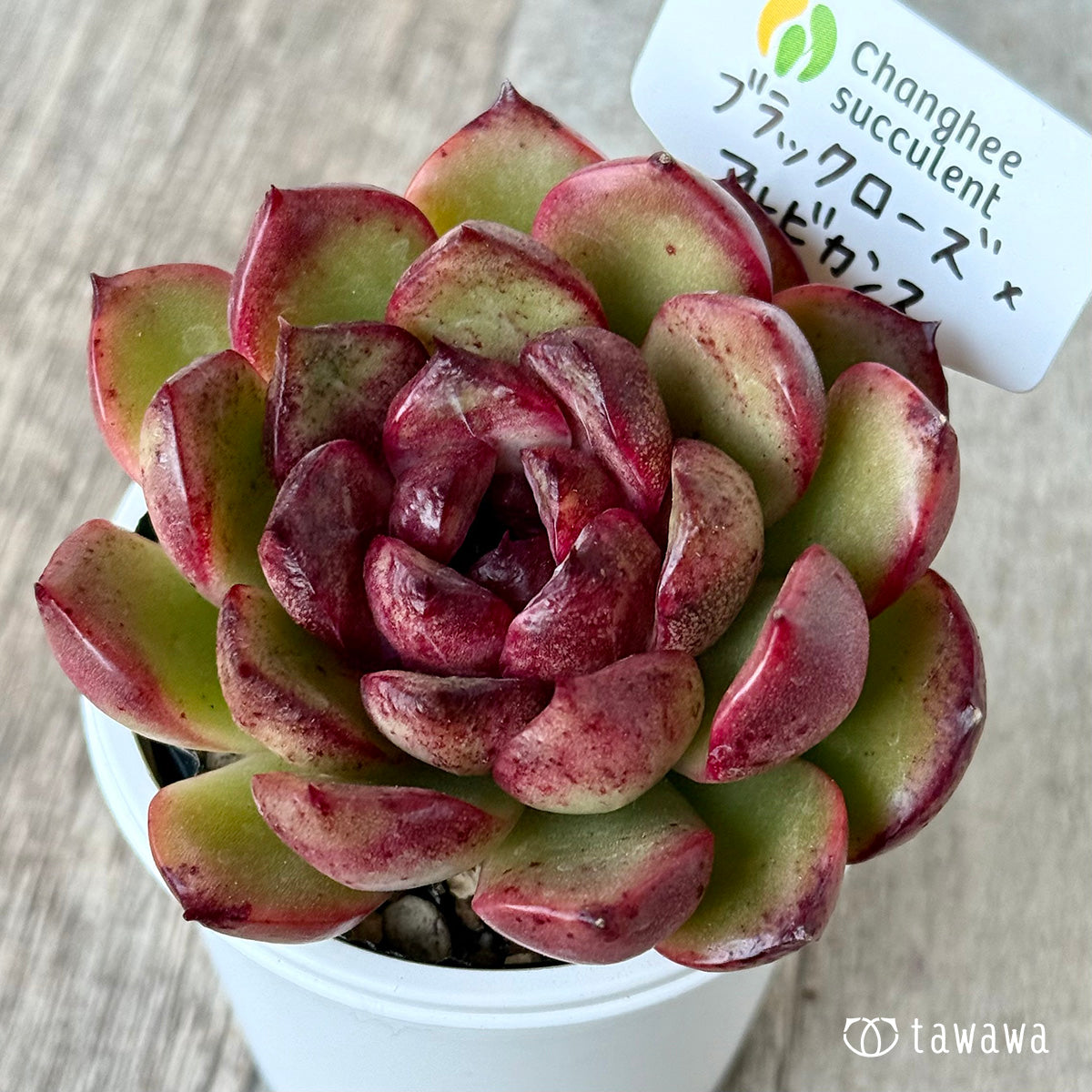 ブラックローズ×アルビカンス2(チャンヒー農園)【tawawaハウス苗】