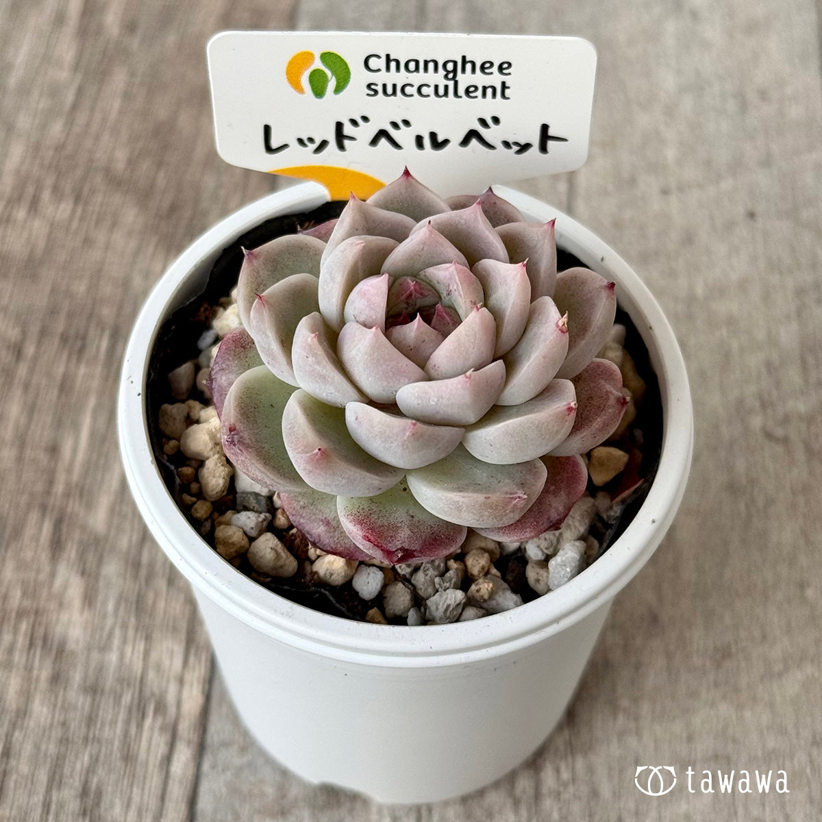 *新発売* レッドベルベット1(チャンヒー農園)【tawawaハウス苗】