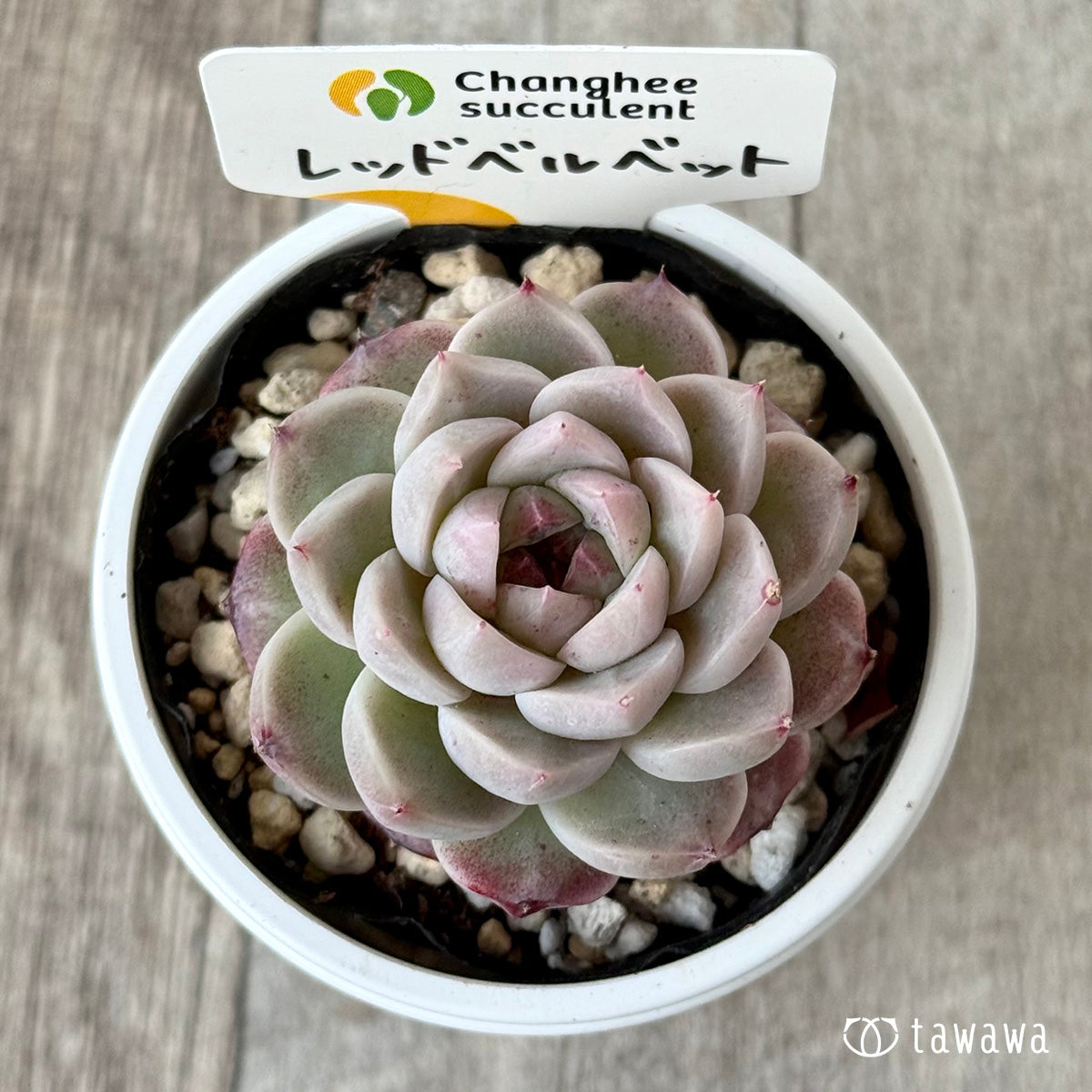 *新発売* レッドベルベット1(チャンヒー農園)【tawawaハウス苗】