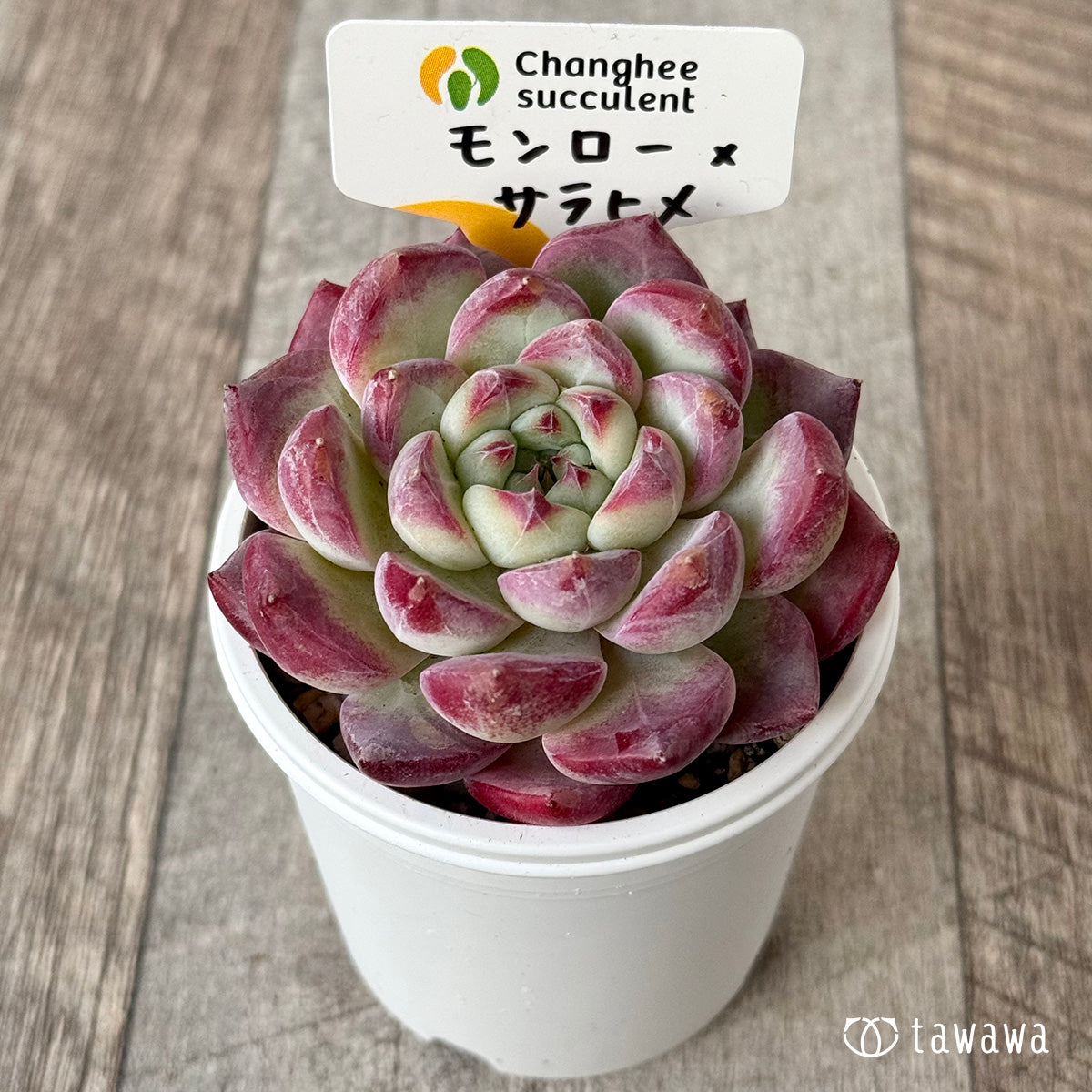 *新発売* モンロー×サラヒメ(チャンヒー農園)【tawawaハウス苗】