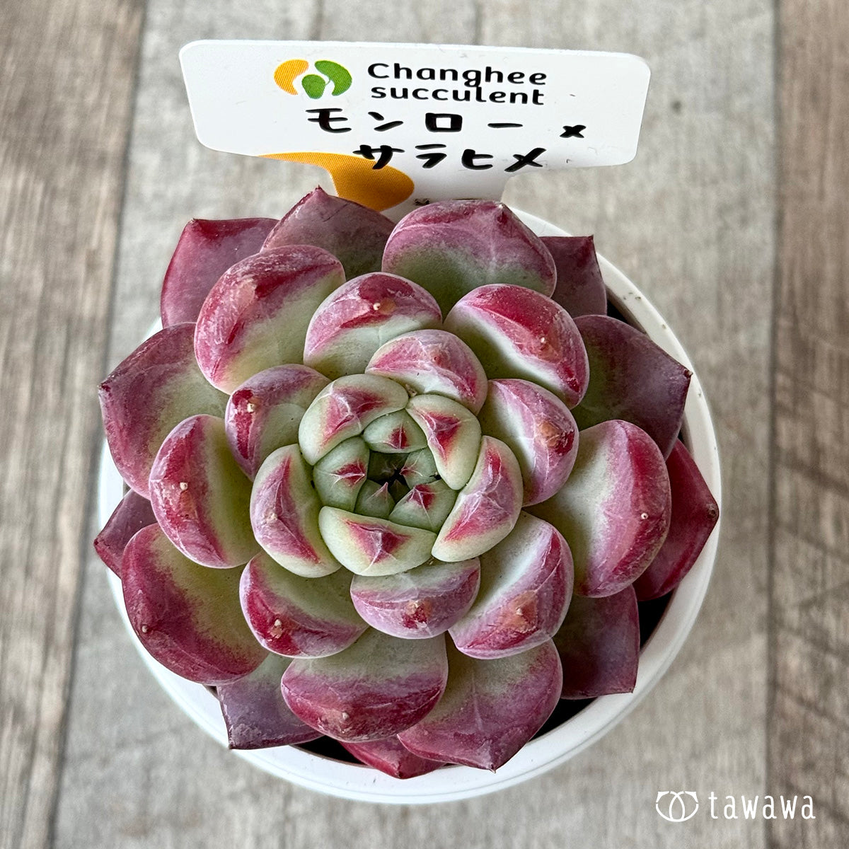 *新発売* モンロー×サラヒメ(チャンヒー農園)【tawawaハウス苗】