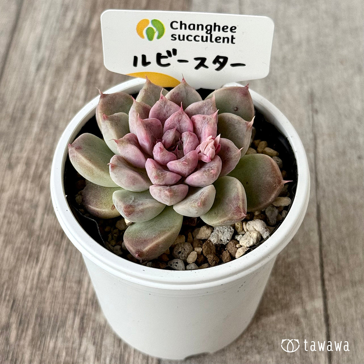 *新発売* ルビースター(チャンヒー農園)【tawawaハウス苗】