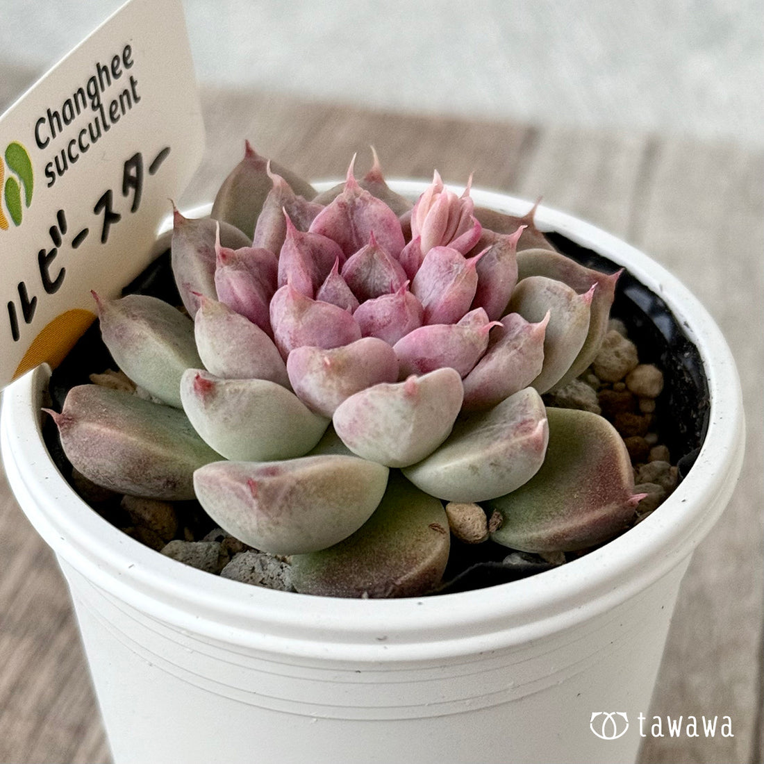 *新発売* ルビースター(チャンヒー農園)【tawawaハウス苗】