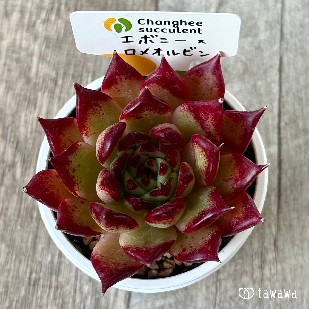 エボニー×ロメオルビン1(チャンヒー農園)【tawawaハウス苗】