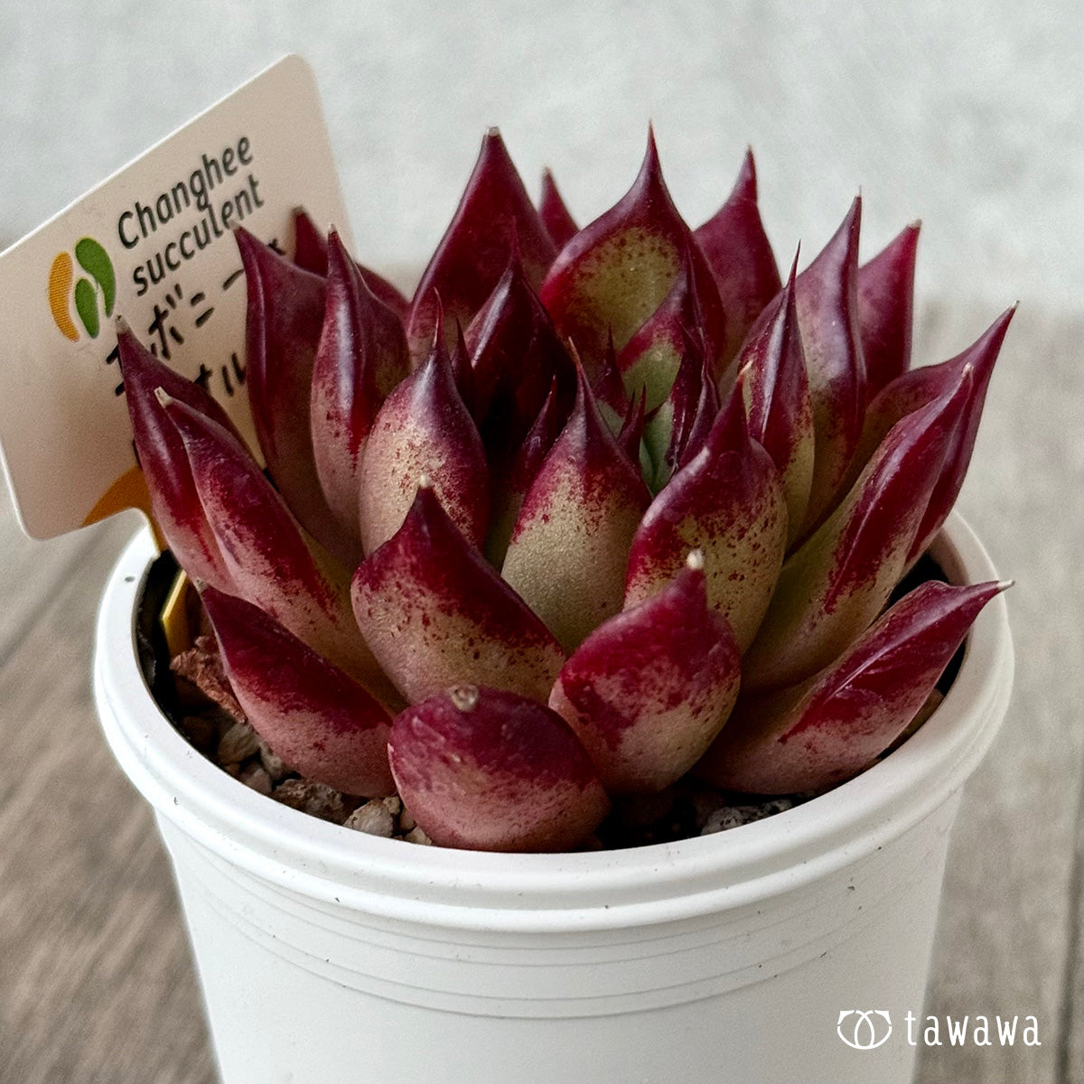 エボニー×ロメオルビン1(チャンヒー農園)【tawawaハウス苗】