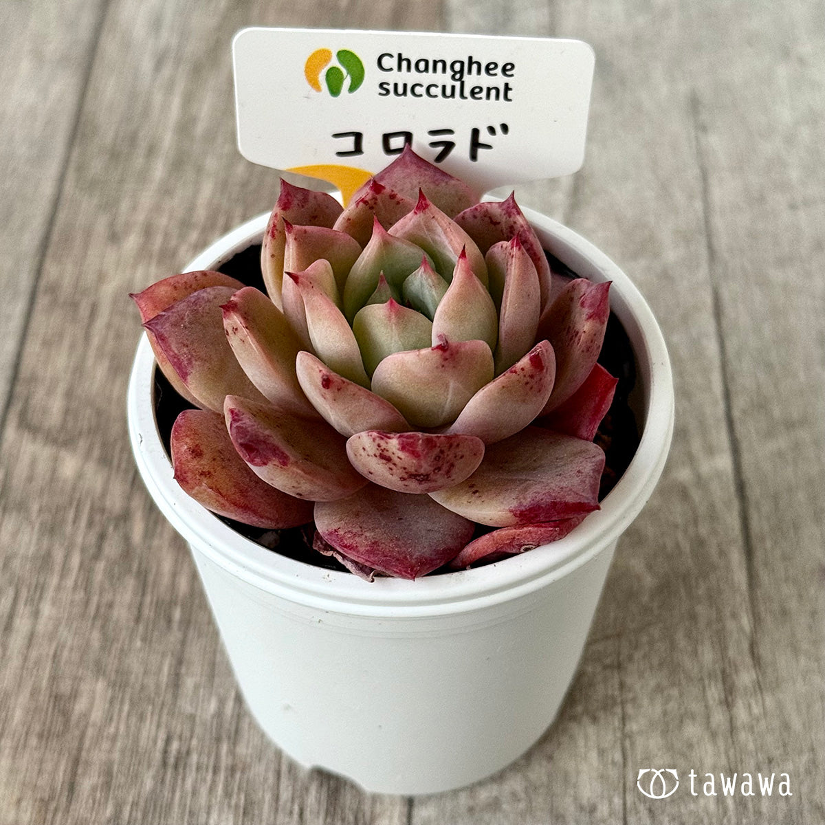 コロラド(チャンヒー農園)【tawawaハウス苗】