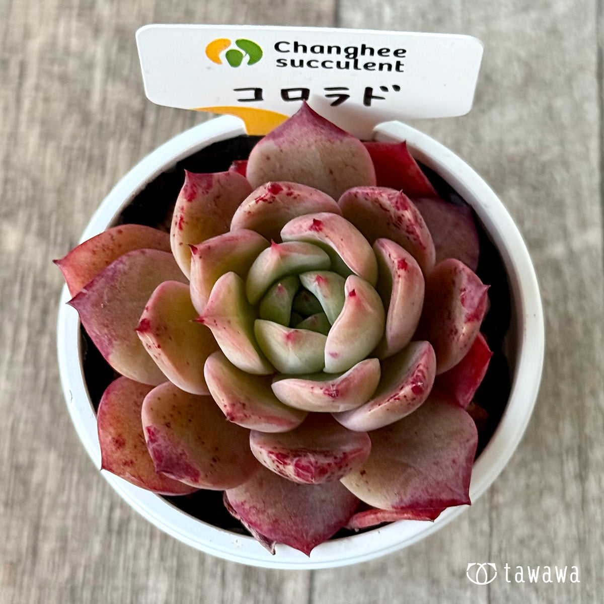 コロラド(チャンヒー農園)【tawawaハウス苗】