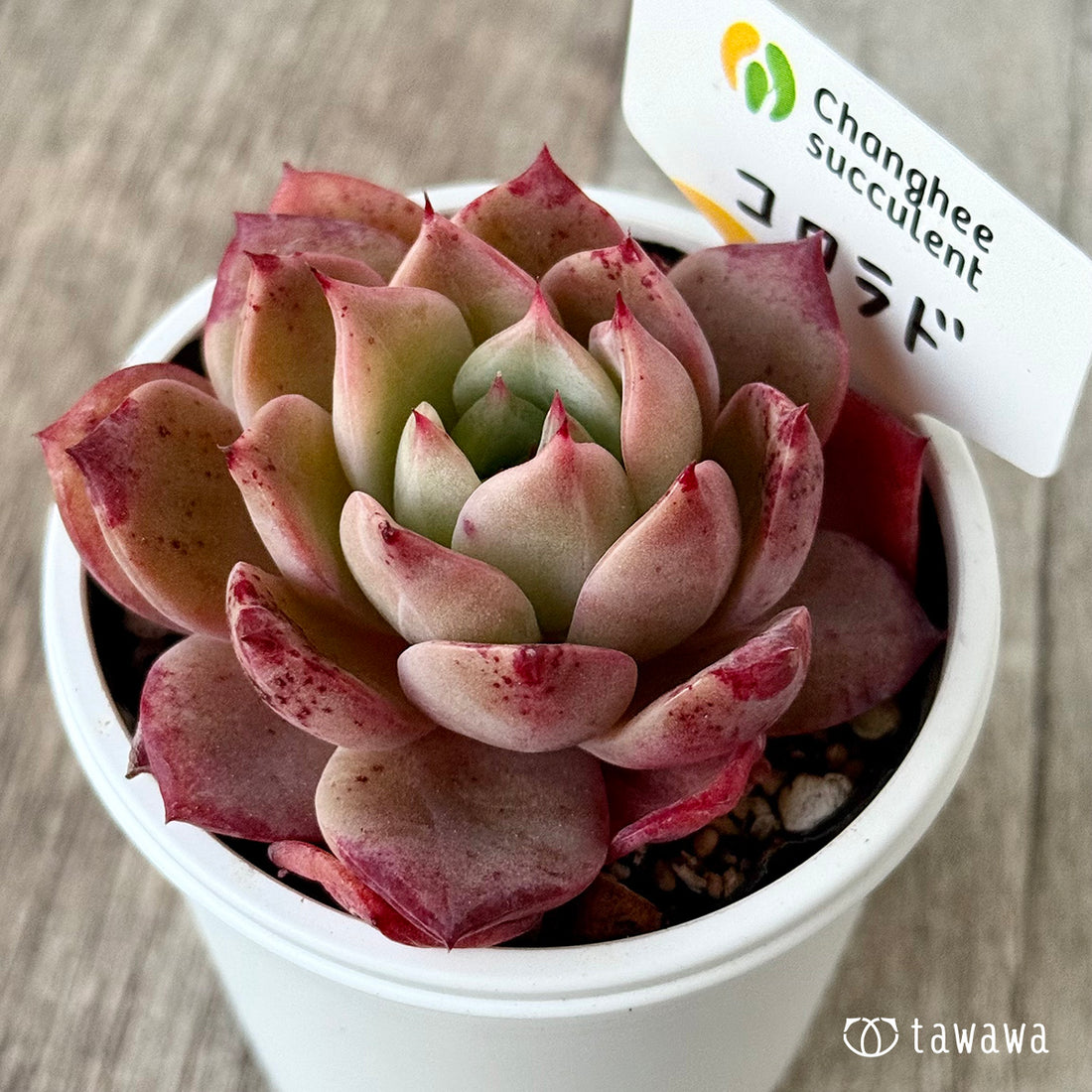 コロラド(チャンヒー農園)【tawawaハウス苗】