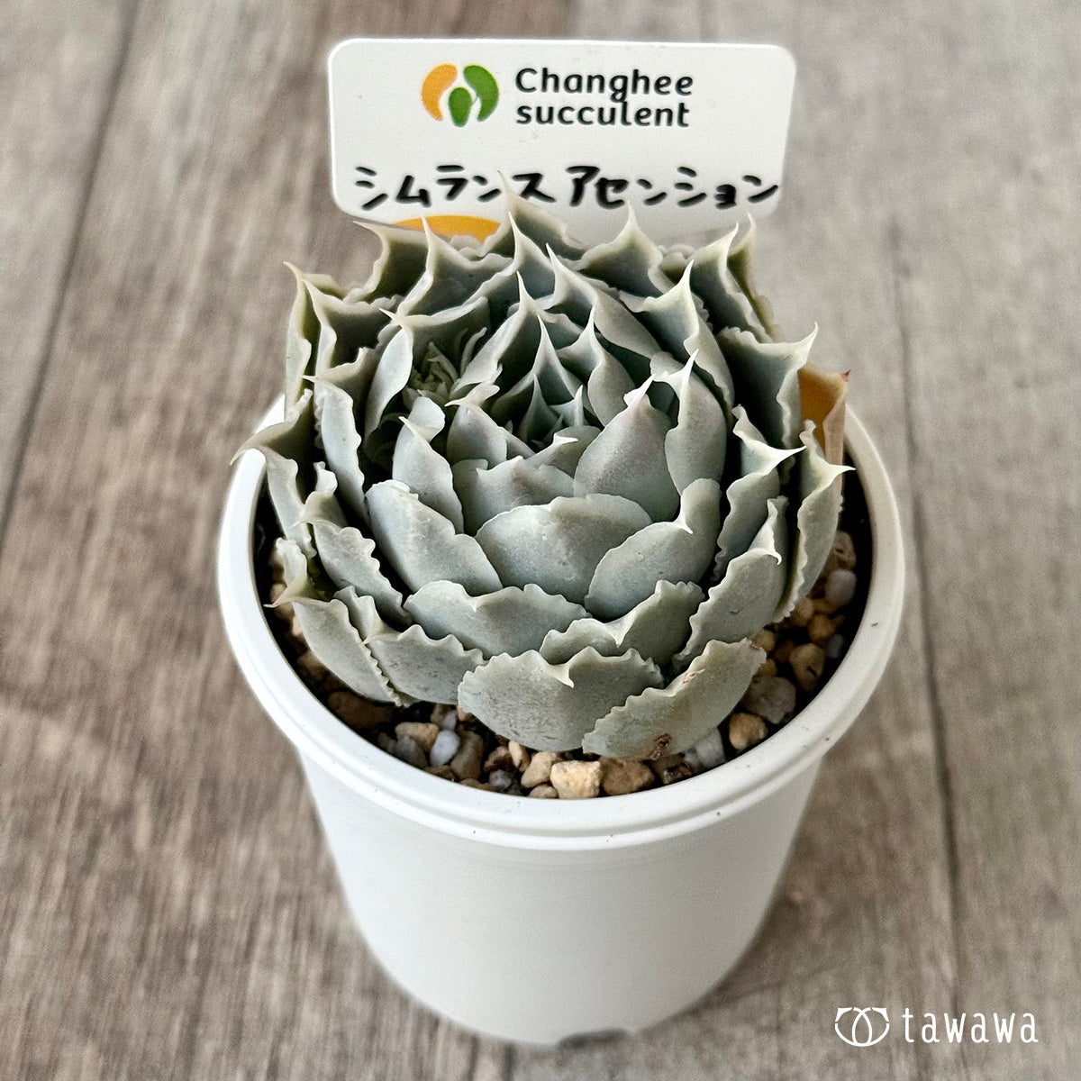 *新発売* 原種シムランスアセンション(チャンヒー農園 )【tawawaハウス苗】