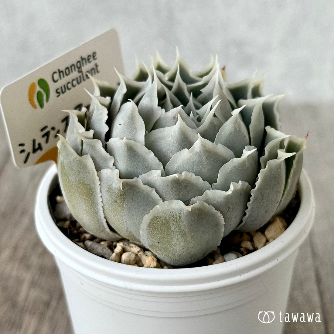 New Arrivals: Ice Green