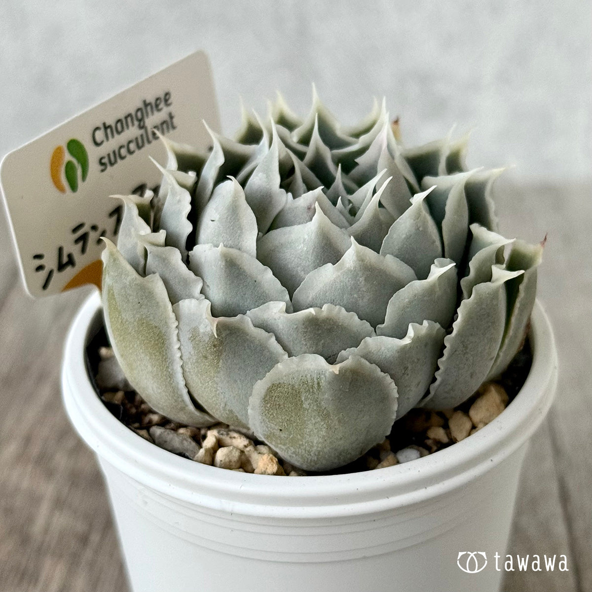 *新発売* 原種シムランスアセンション(チャンヒー農園 )【tawawaハウス苗】