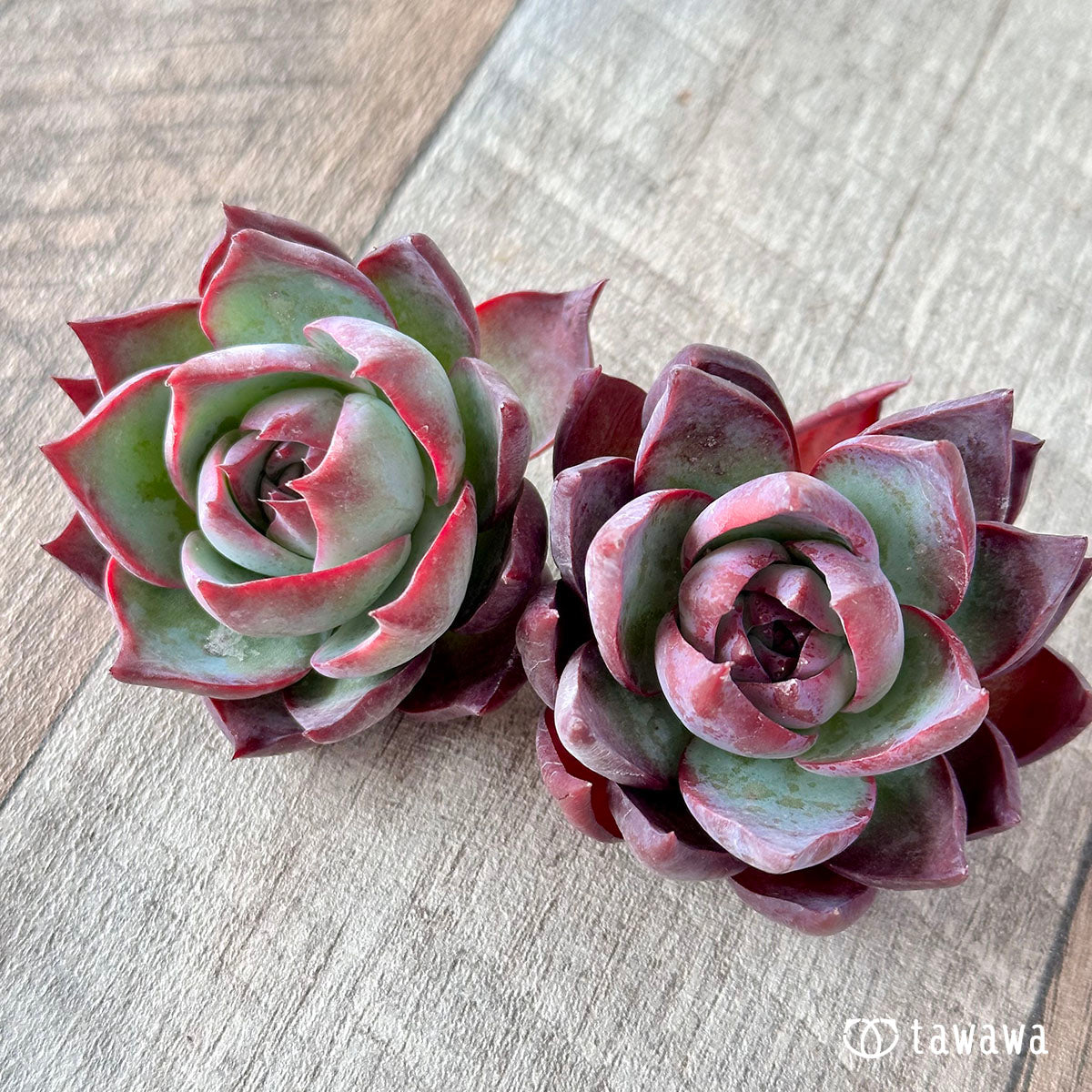 New Arrival* Cubic Frost