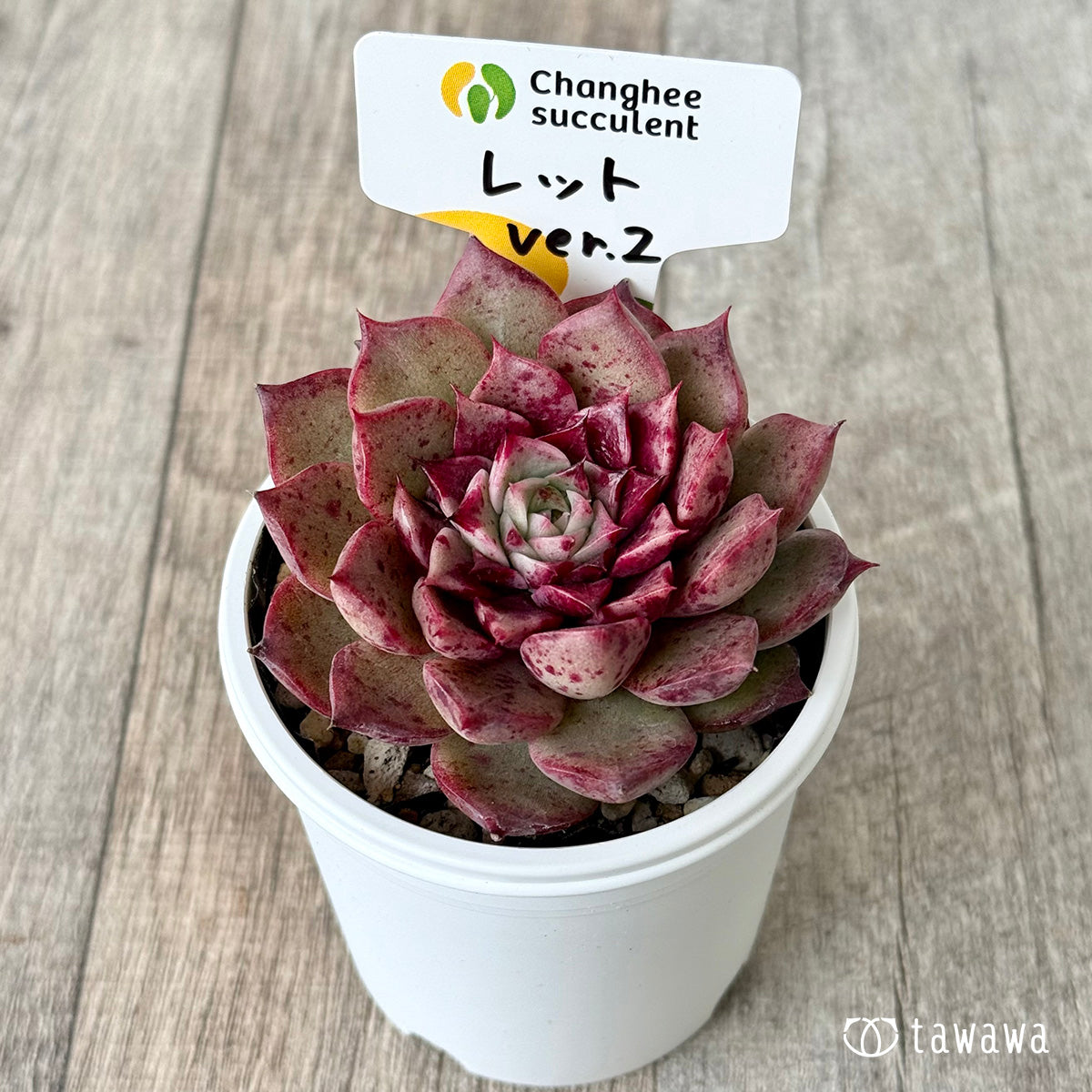 *新発売* レット ver.2(チャンヒー農園)【tawawaハウス苗】