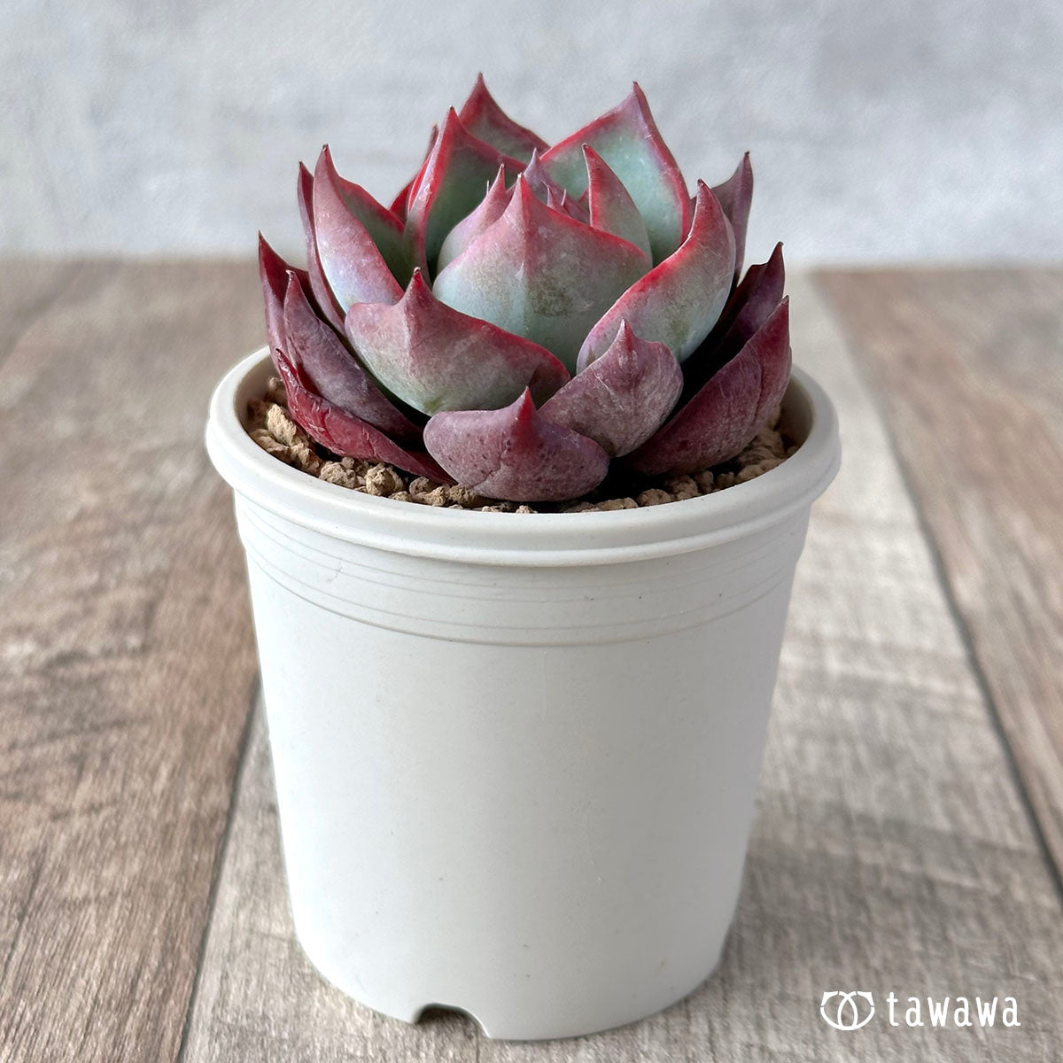 New Arrival* Cubic Frost