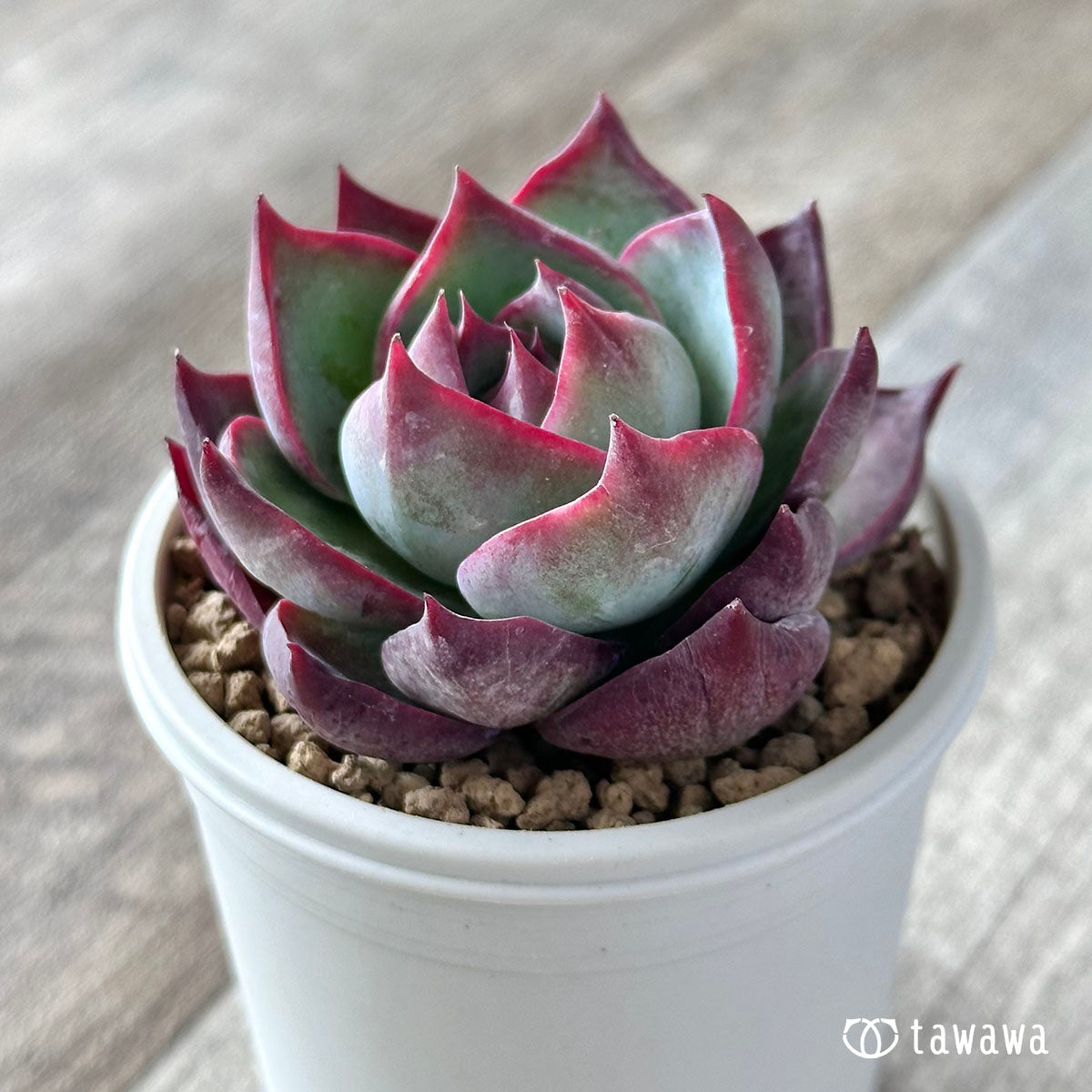 New Arrival* Cubic Frost
