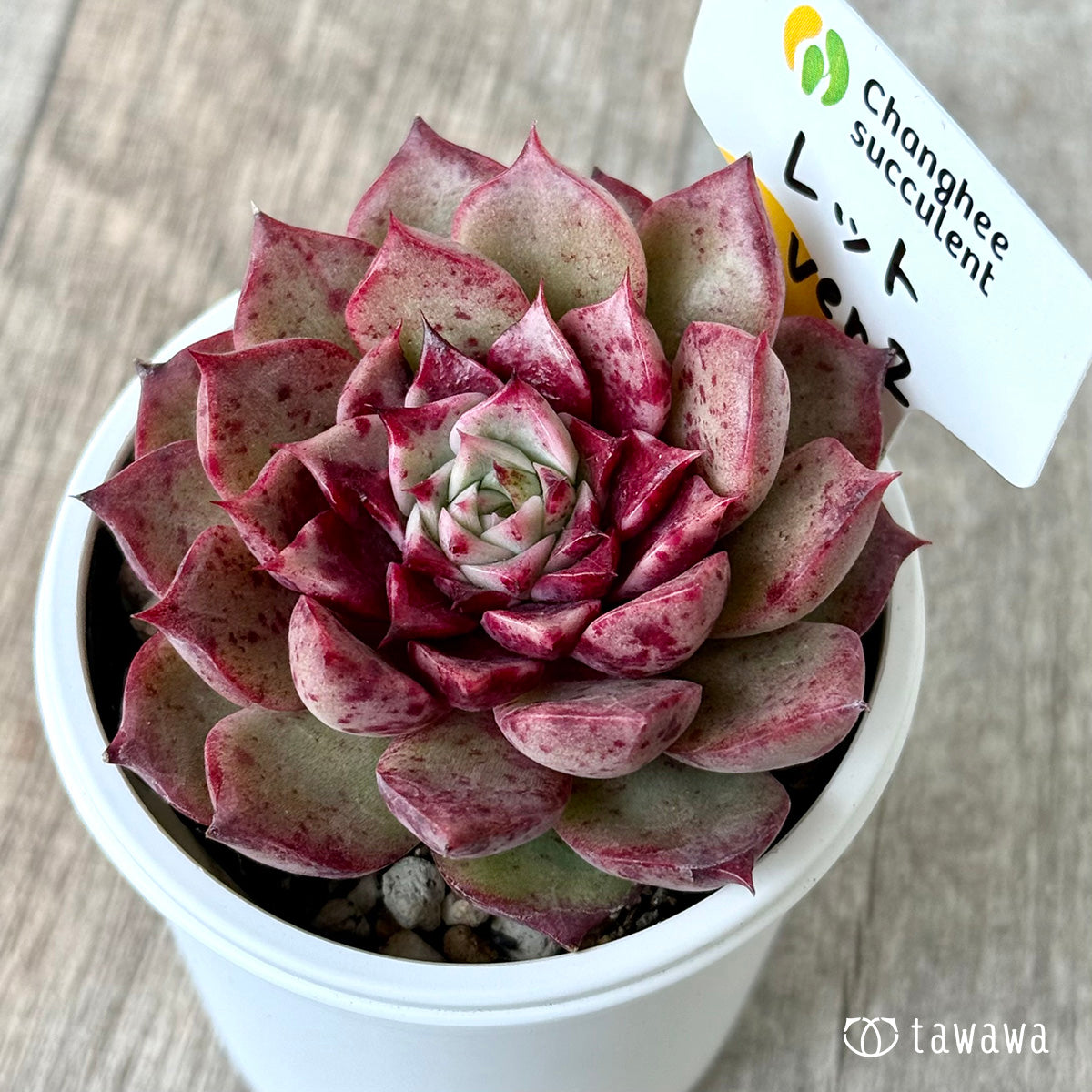 *新発売* レット ver.2(チャンヒー農園)【tawawaハウス苗】