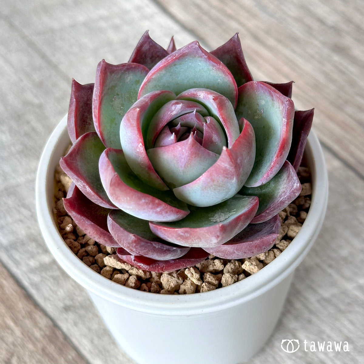 New Arrival* Cubic Frost