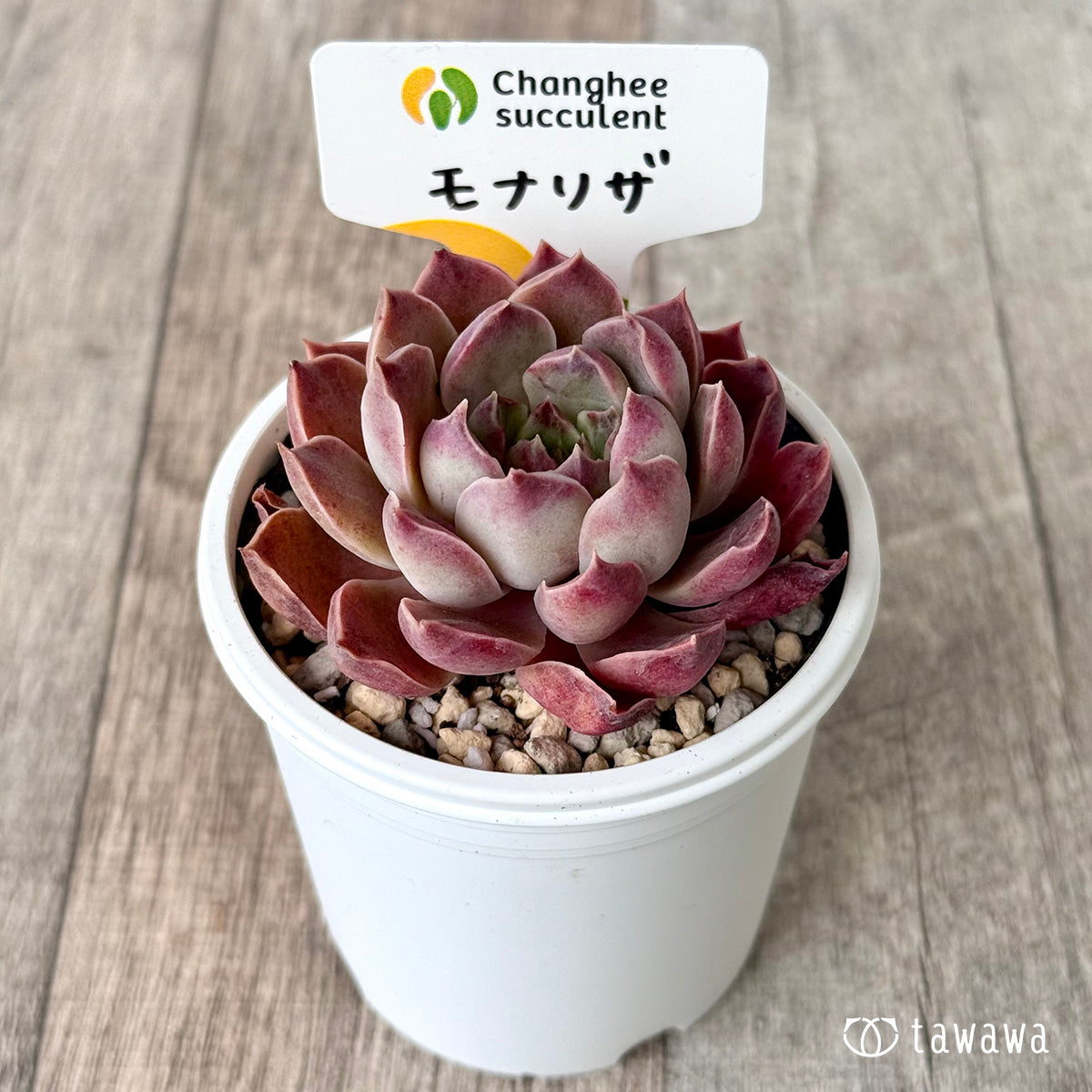 モナリザ1(チャンヒー農園)【tawawaハウス苗】