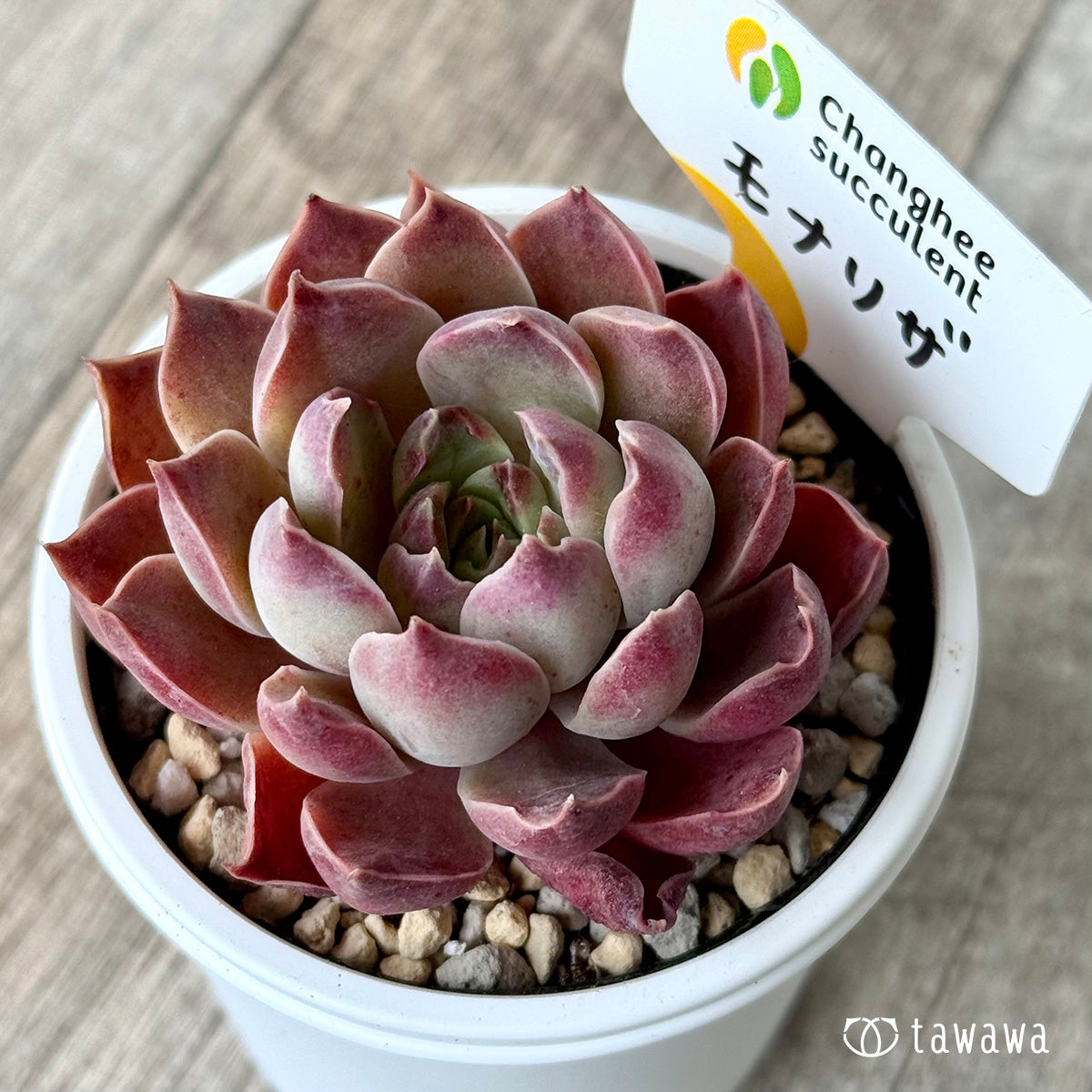 モナリザ1(チャンヒー農園)【tawawaハウス苗】