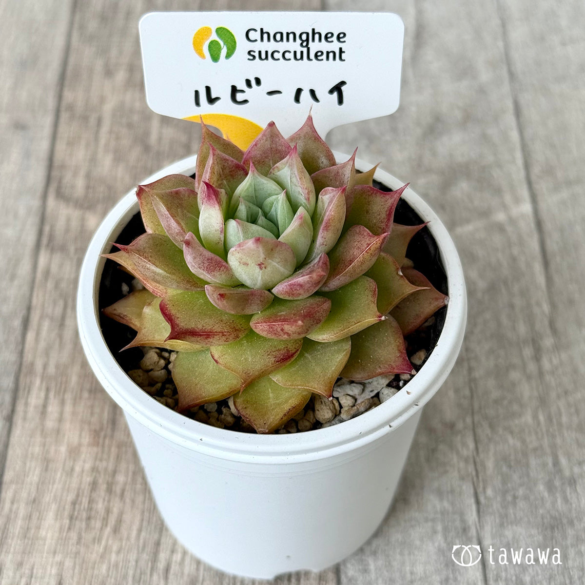 *新発売* ルビーハイ(チャンヒー農園)【tawawaハウス苗】