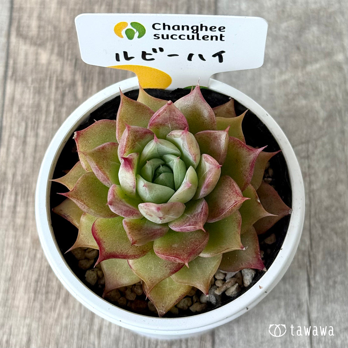 *新発売* ルビーハイ(チャンヒー農園)【tawawaハウス苗】