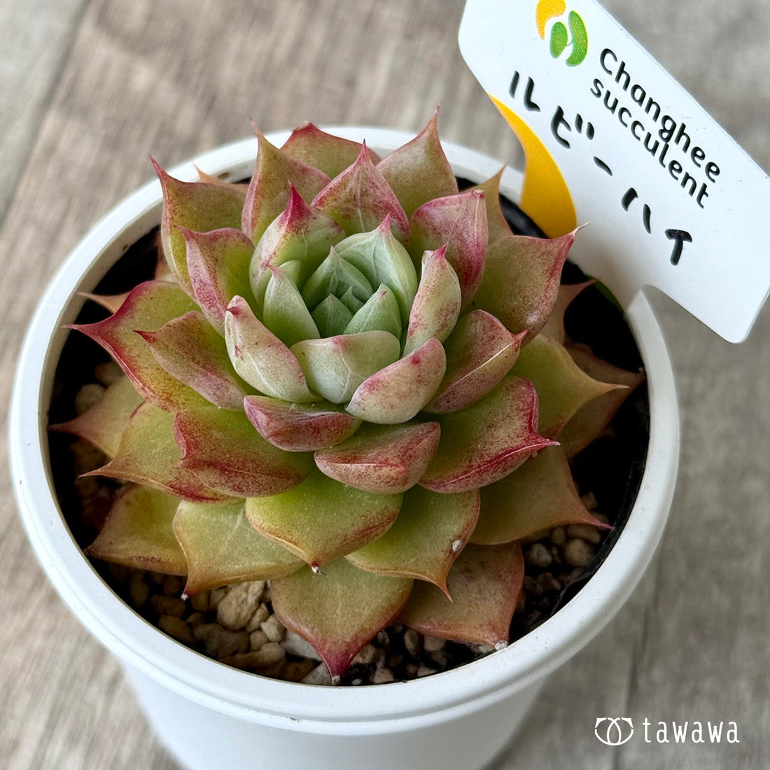 *新発売* ルビーハイ(チャンヒー農園)【tawawaハウス苗】