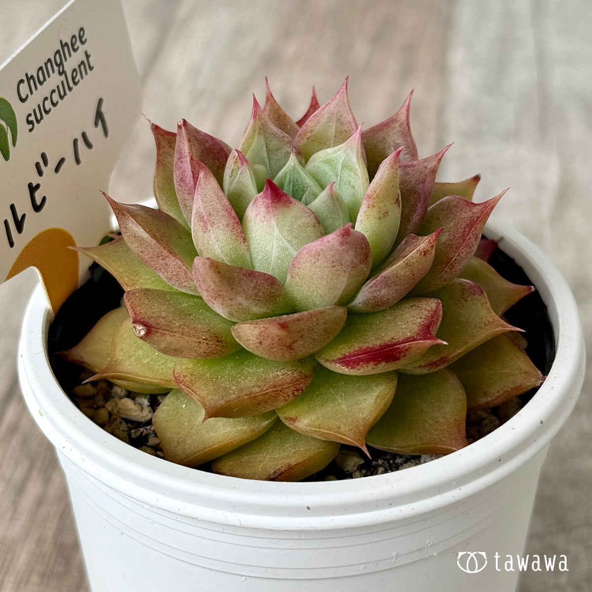 *新発売* ルビーハイ(チャンヒー農園)【tawawaハウス苗】