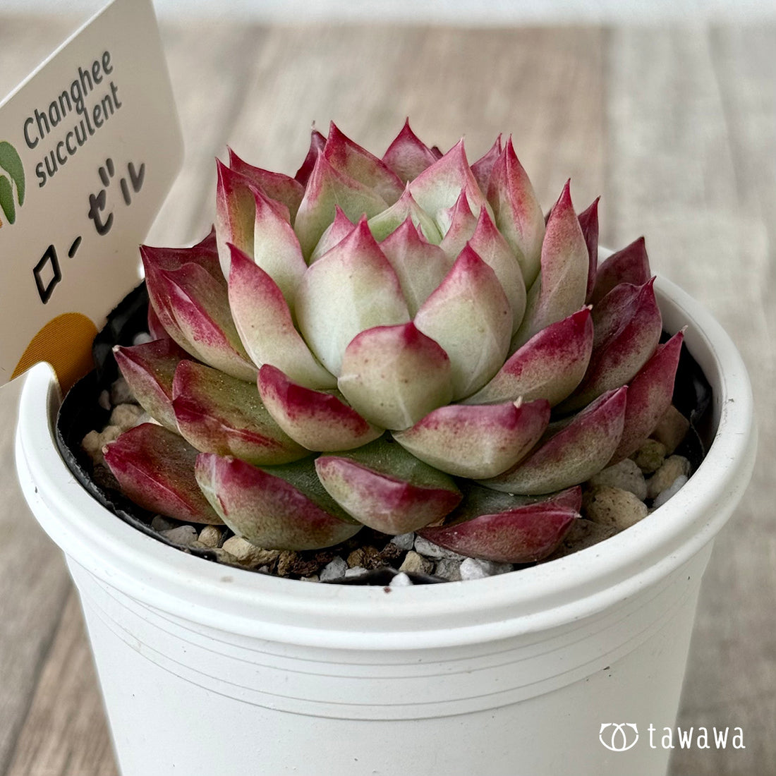 *新発売* ローゼル1(チャンヒー農園)【tawawaハウス苗】