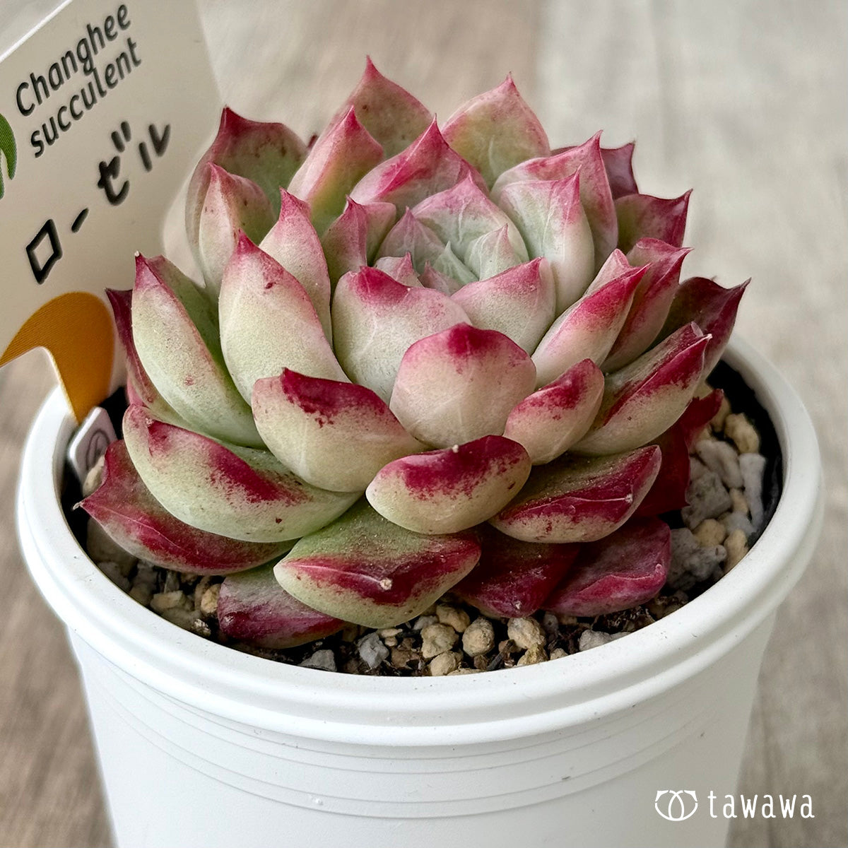 ローゼル2(チャンヒー農園)【tawawaハウス苗】