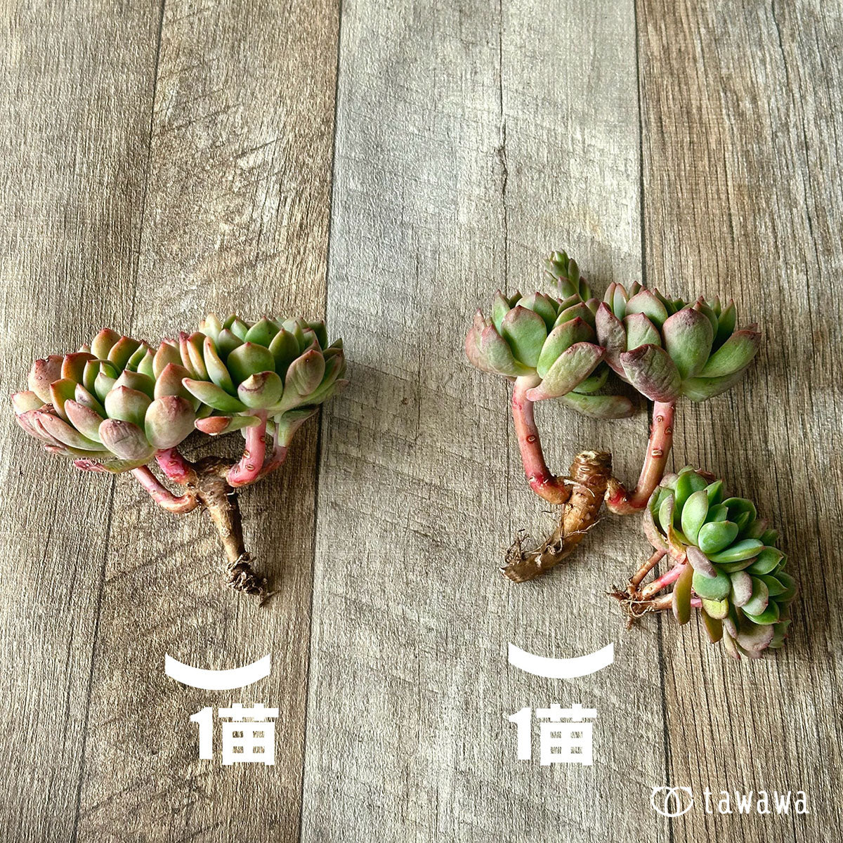 デントラチェム