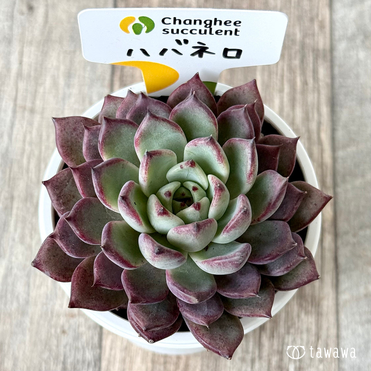 New Arrivals: Ice Green