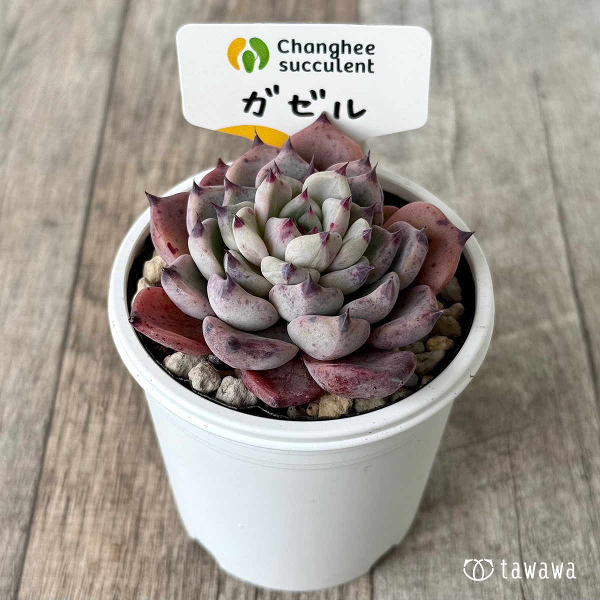 ガゼル(チャンヒー農園)【tawawaハウス苗】