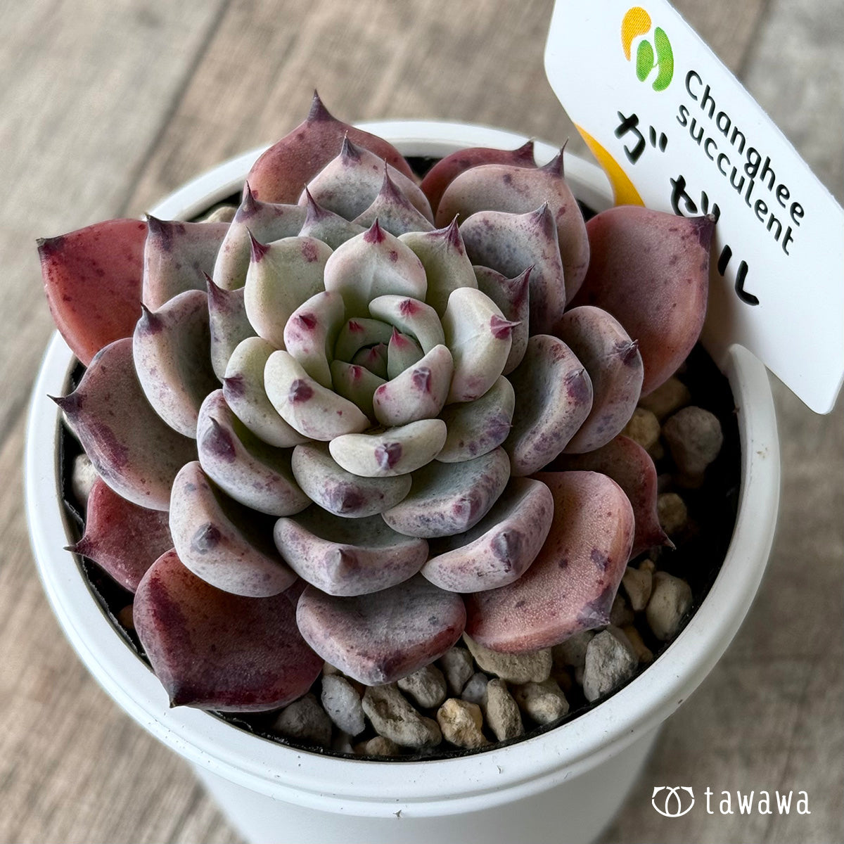 ガゼル(チャンヒー農園)【tawawaハウス苗】