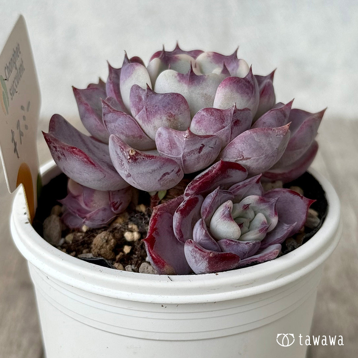 New Arrivals: Ice Green