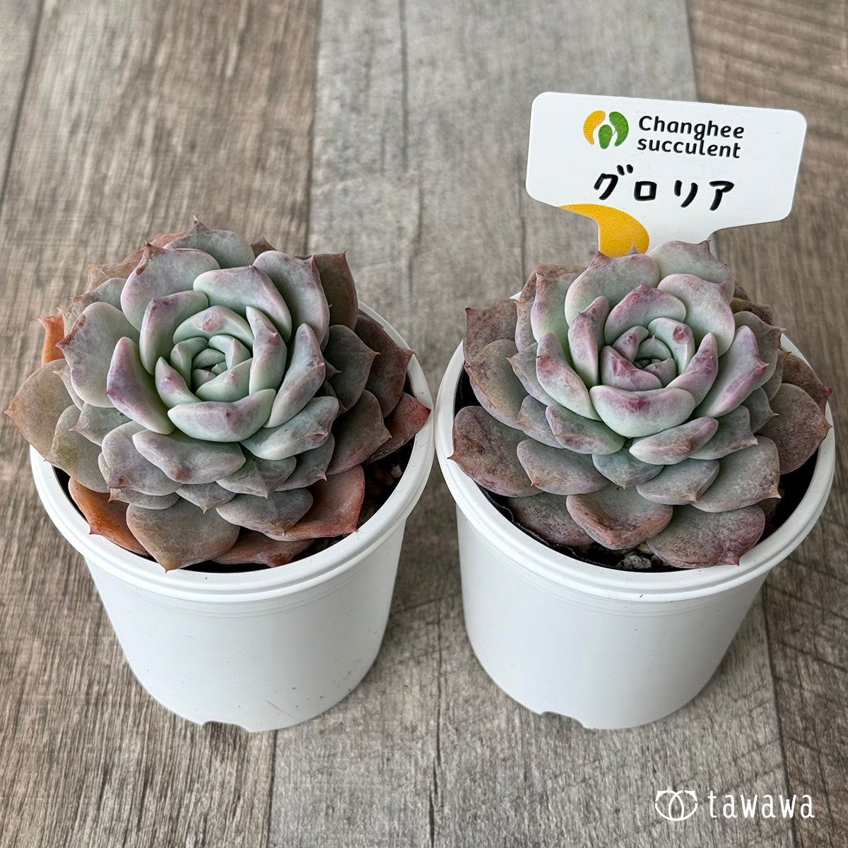 グロリア1(チャンヒー農園)【tawawaハウス苗】