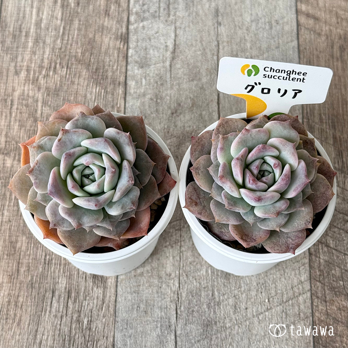 グロリア1(チャンヒー農園)【tawawaハウス苗】