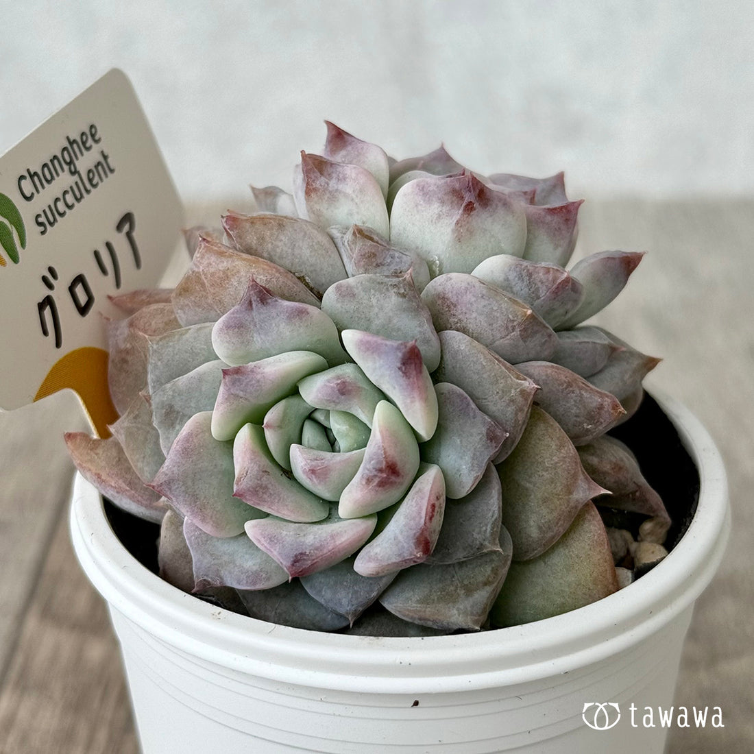 グロリア2(チャンヒー農園)【tawawaハウス苗】