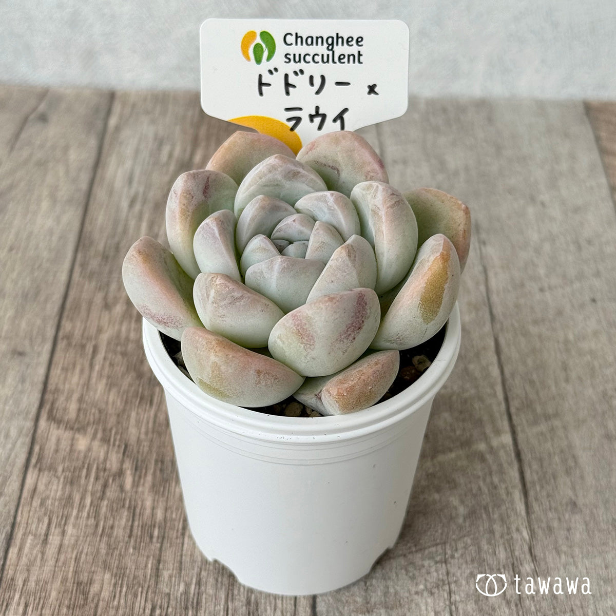 New Arrivals: Ice Green