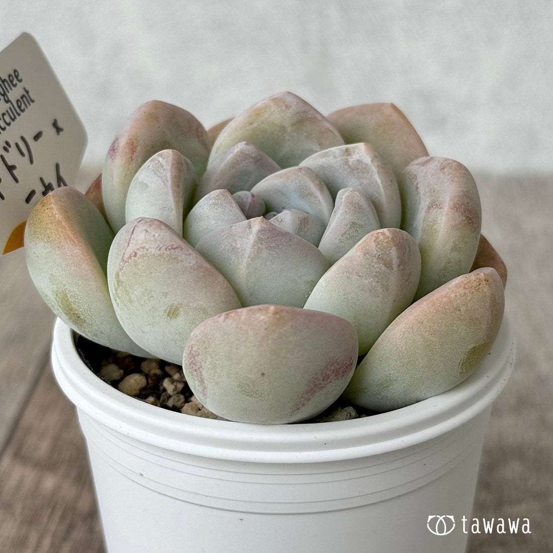 New Arrivals: Ice Green