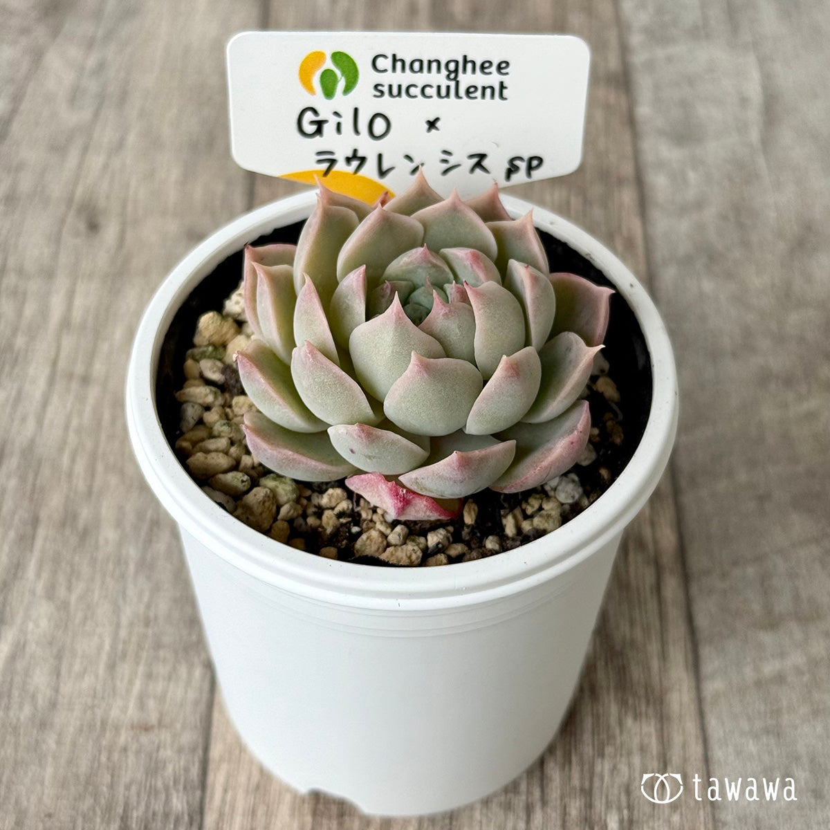 *新発売* Gilo×ラウレンシスsp1(チャンヒー農園)【tawawaハウス苗】