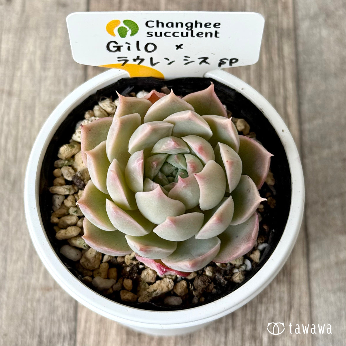 *新発売* Gilo×ラウレンシスsp1(チャンヒー農園)【tawawaハウス苗】