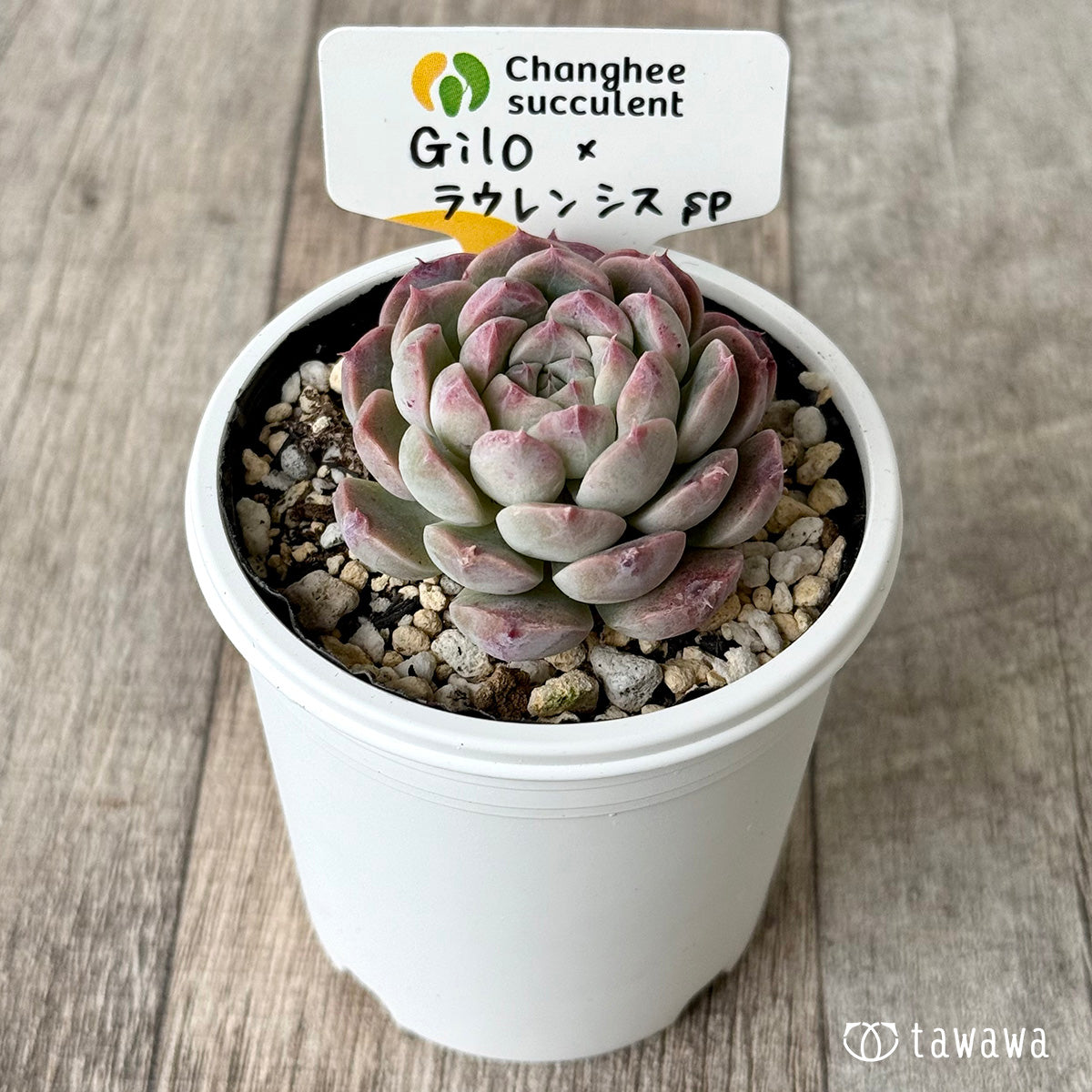 *新発売* Gilo×ラウレンシスsp2(チャンヒー農園)【tawawaハウス苗】