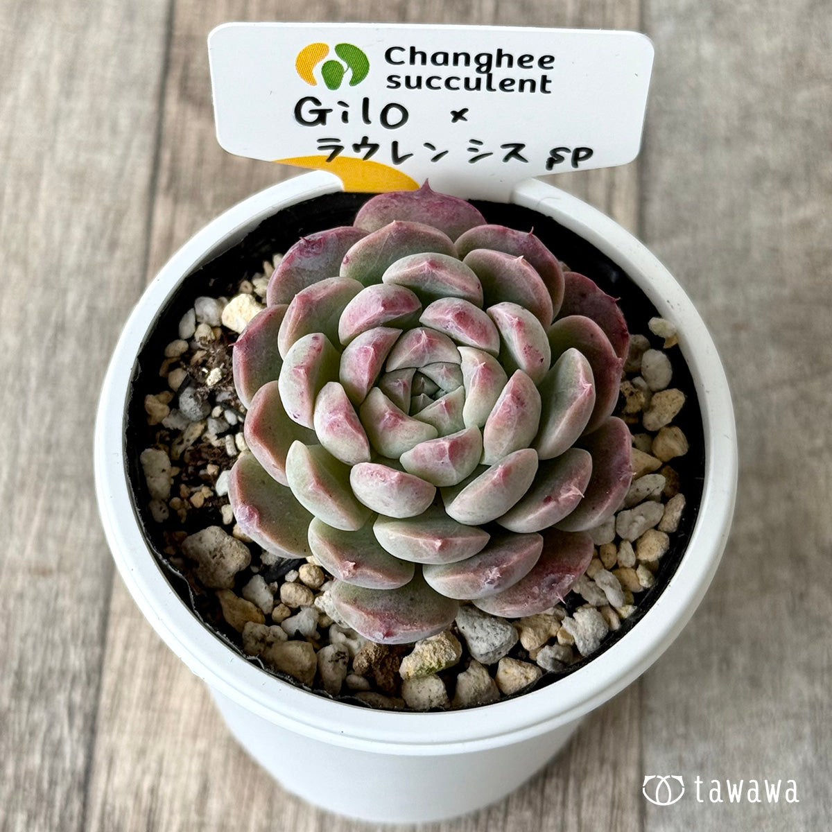 *新発売* Gilo×ラウレンシスsp2(チャンヒー農園)【tawawaハウス苗】