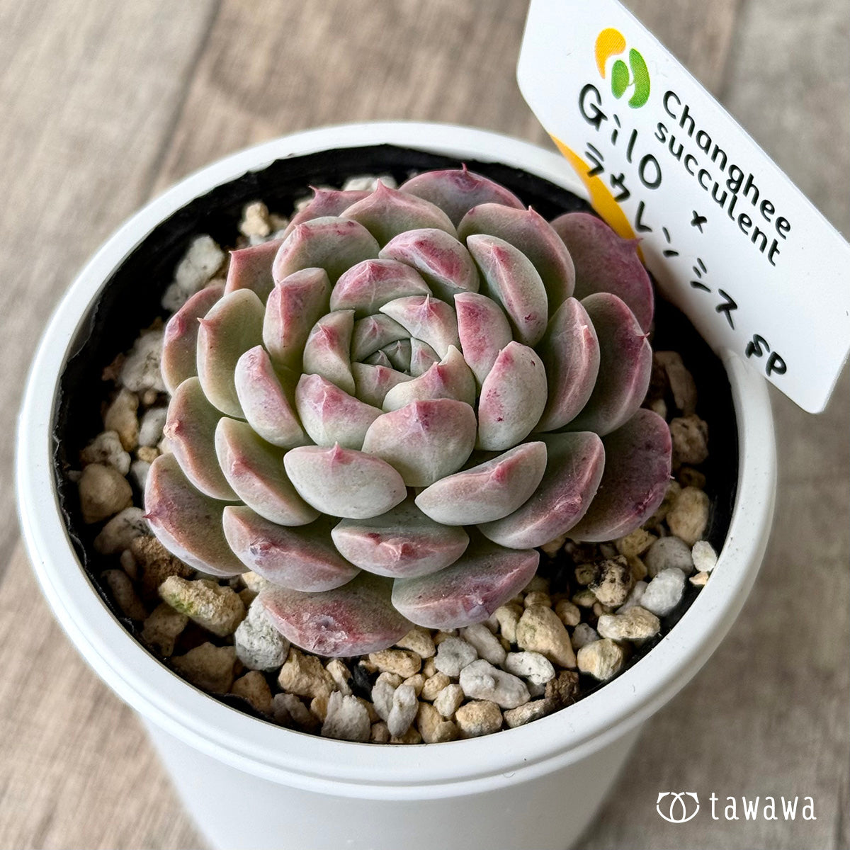 *新発売* Gilo×ラウレンシスsp2(チャンヒー農園)【tawawaハウス苗】